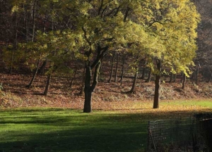 Meadow and trees in autumn
