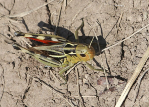 Foto zeigt eine Heuschrecke auf trockenem Boden
