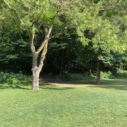 Foto vom Lagerplatz Wiese 3
